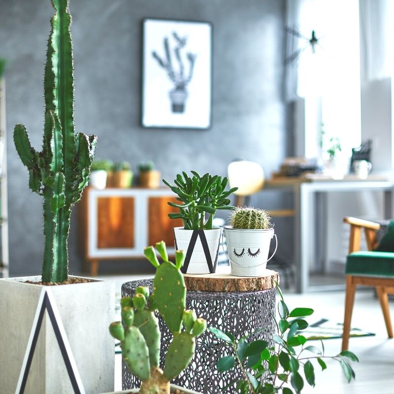 Descubra como criar decorações lindas e aconchegantes utilizando plantas naturais!